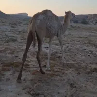 شتر|حیوانات مزرعه|قشم, |دیوار