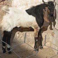 نربزپاکستانی