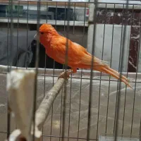 قناری سوپر قرمز