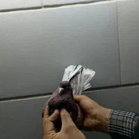 فروش ۵عدد کفتر پرشی درجه یک و عالی|پرنده|اردکان, |دیوار