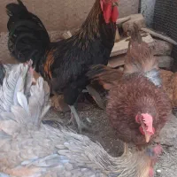 ۵عدد مرغ تخم گذار ویک عدد خروس بزرگ|حیوانات مزرعه|زرند, |دیوار