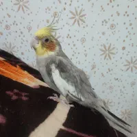 عروس هلندی نر