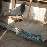 کبوتر تضمینی