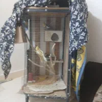 قفس