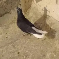 کبوتردمسفیدمادهبشرطتخمپرش|پرنده|الوند, |دیوار