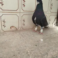 کبوتر|پرنده|شیراز, ستارخان|دیوار