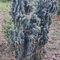 فروش صخره و سیکاس