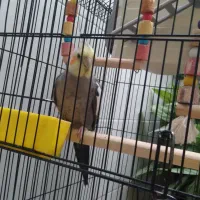 عروس هلندی، طوطی|پرنده|صحنه, |دیوار