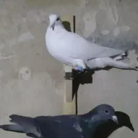 کفتر المانی