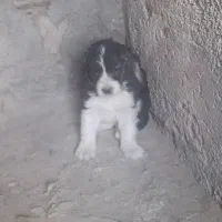 توله سگ قهدریجانی اصیل