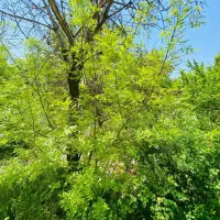 باغچه کوشک زر ....هشتگرد|فروش زمین و ملک کلنگی|هشتگرد, کوشک زر|دیوار