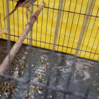 چهار عدد ماده قناری