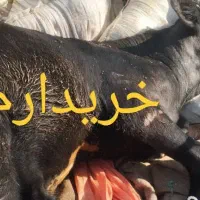 گاو،گوساله|حیوانات مزرعه|خرمآباد, |دیوار