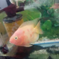 ماهی آکواریوم گوشت خوار