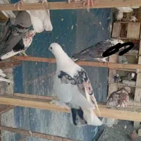 نر لک دوش،،سرور آتشی|پرنده|پیشوا, |دیوار