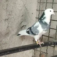 کبوترگمشده