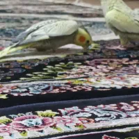 عروس هلندی و طوطی برزیلی