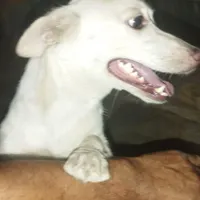 واگذاری فروش سگ پا کوتا