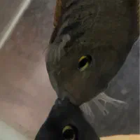 ماهی نژاد خاص جفت سورم رد چولدر تخمگذار