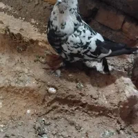 کبوتر|پرنده|فارسان, |دیوار