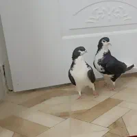 کبوتر شهری و سرور|پرنده|مرودشت, بیست متری بیمارستان|دیوار