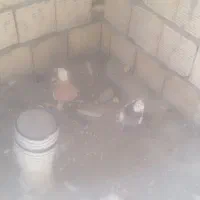 کبوتر طوقی