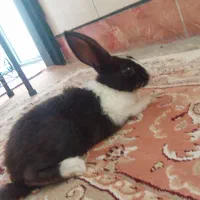 خرگوش