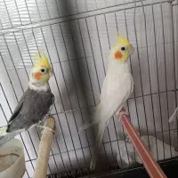 عروس هلندی یه جفت با قفس فقط ۲ میلیون|پرنده|قیدار, |دیوار