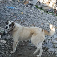 سگ آلابای روسی