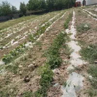 زمین زراعی در ده عباس
