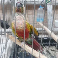 طوطی گرینجیک