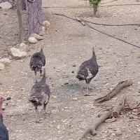 حیوانات