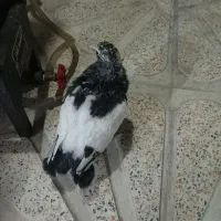 کبوتر|پرنده|کرمانشاه, |دیوار