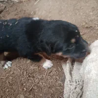 سگ ژرمن|سگ|اهواز, دانشگاه چمران|دیوار