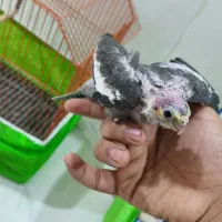 جفت عروس پاریس مولد با دو عدد جوجه|پرنده|حمیدیه, |دیوار