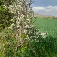 فروش زمین زراعی