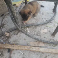 واگذاری توله سگ سرابی|سگ|یزد, |دیوار