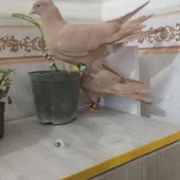 سینه زرد|پرنده|شوشتر, |دیوار