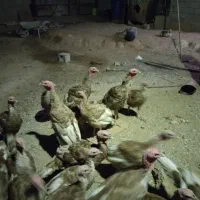 بوقلمو|حیوانات مزرعه|مسجد سلیمان, |دیوار