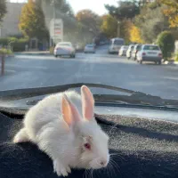 خرگوش چشم شرابی|موش و خرگوش|محلات, |دیوار