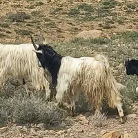 نر بز شیرازی