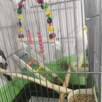 عروس هلندی نروماده