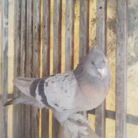 سوسنی ونکی|پرنده|شیراز, نیستان|دیوار