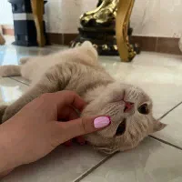 گربه اسکاتیش