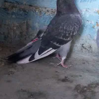 کبوتر زوردار|پرنده|اسلام‌‌آباد غرب, |دیوار