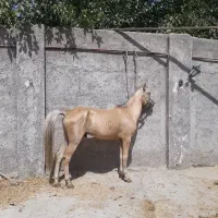 اسب نریون سمند ومادیون خرید و فروش و معاوضعه