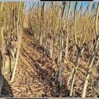 گردو ژنوتیپ تیپ ۷