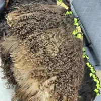 کوتاهی مو . و مرکز خرید مو با بهترین قیمت