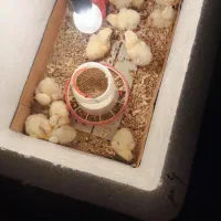 جوجه گوشتی راس