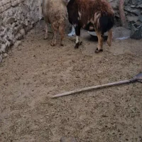 دوراس میش پلنگی|حیوانات مزرعه|بروجرد, |دیوار